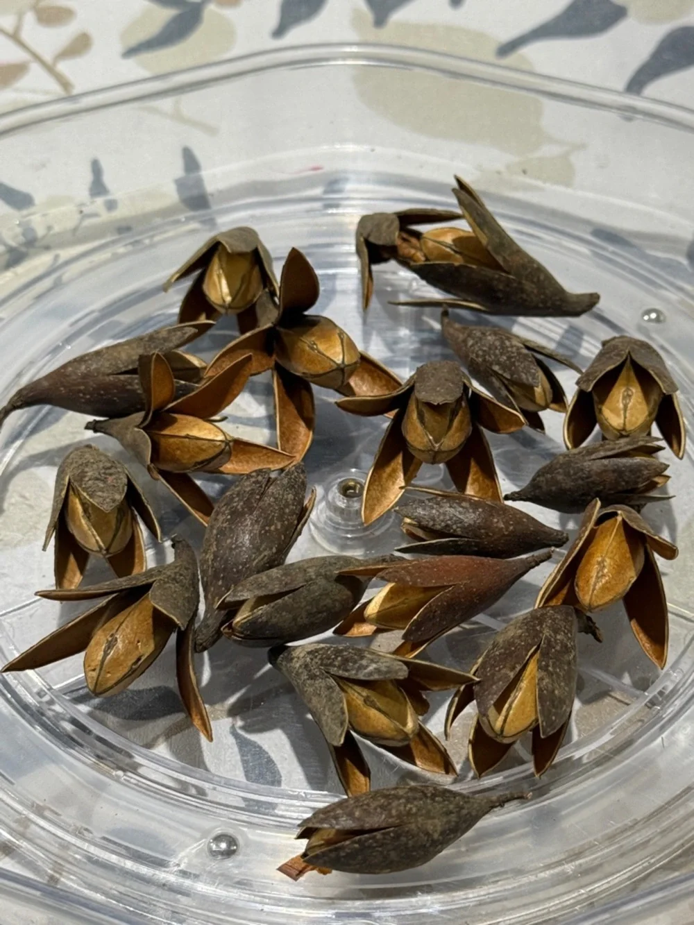 20 Natural Dried Seed Pods - Brown Decorative Accents